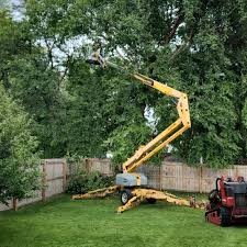 Best Fruit Tree Pruning  in Stepping Stone, CO