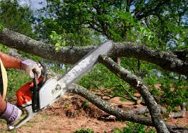 Best Tree and Shrub Care  in Stepping Stone, CO