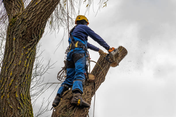 Reliable Stepping Stone, CO  Tree Services Solutions