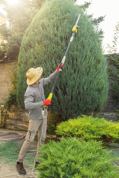 Best Tree Disease Treatment  in Stepping Stone, CO