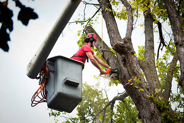 Best Seasonal Cleanup (Spring/Fall)  in Stepping Stone, CO